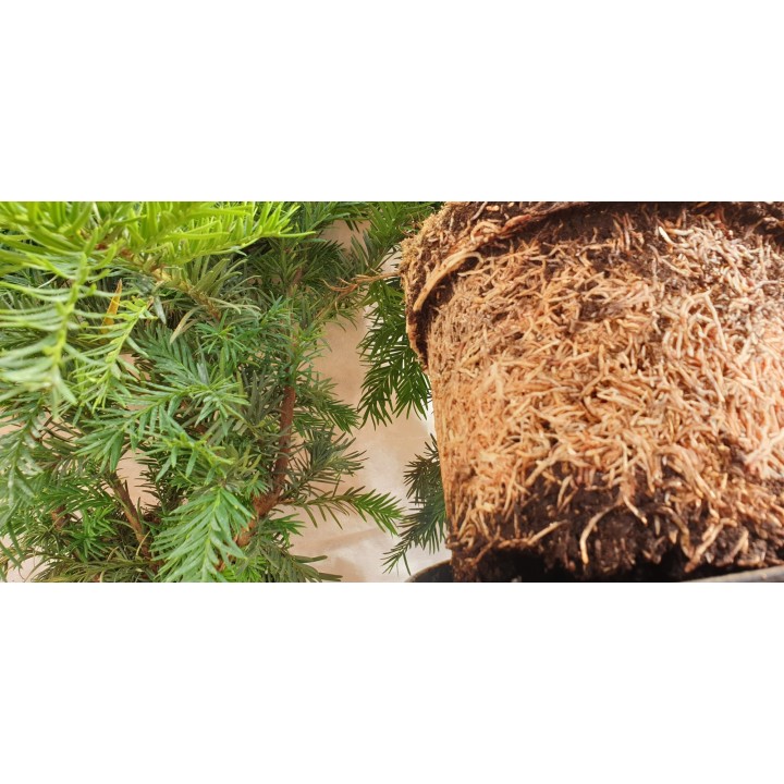 Taxus baccata 'Repandens' - Bodendeckereibe
