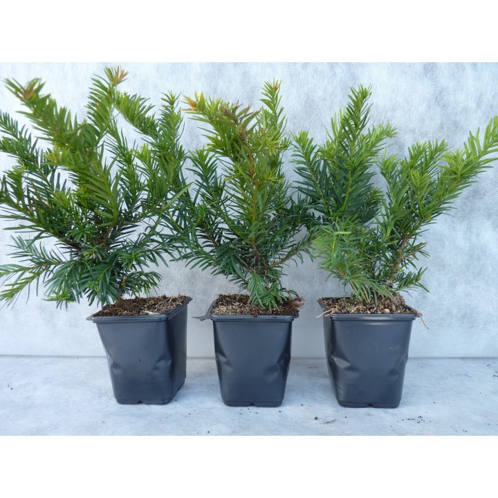 Taxus baccata 'Repandens' - Bodendeckereibe