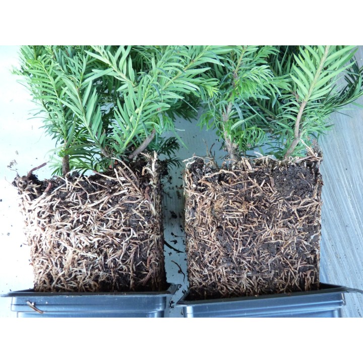 Taxus baccata 'Repandens' - Bodendeckereibe