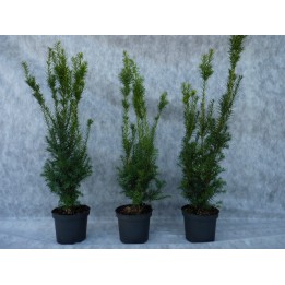 Taxus media 'Hillii' - Bechereibe