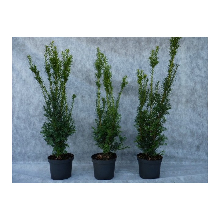 Taxus media 'Hillii' - Bechereibe