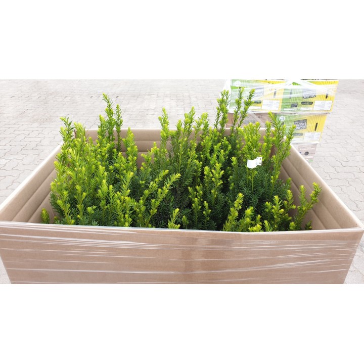 Taxus media 'Hillii' - Bechereibe