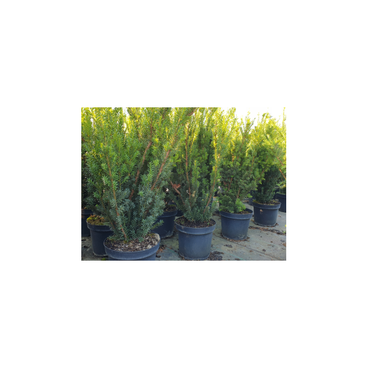 Taxus media 'Hillii' - Bechereibe