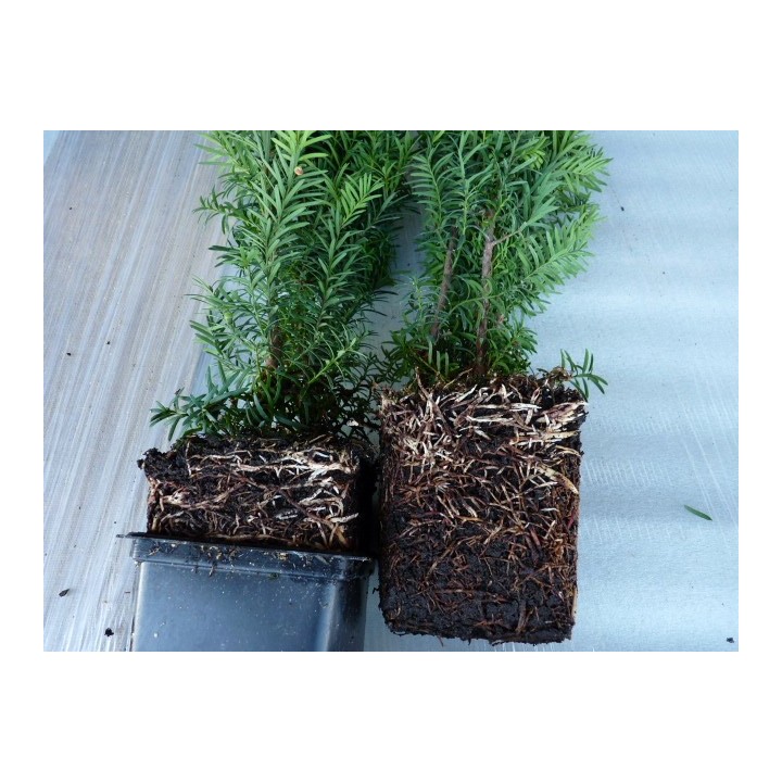 Taxus media 'Hillii' - Bechereibe