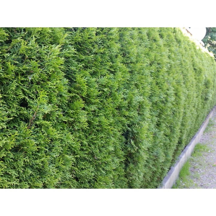 Thuja smaragd - Lebensbaum smaragd