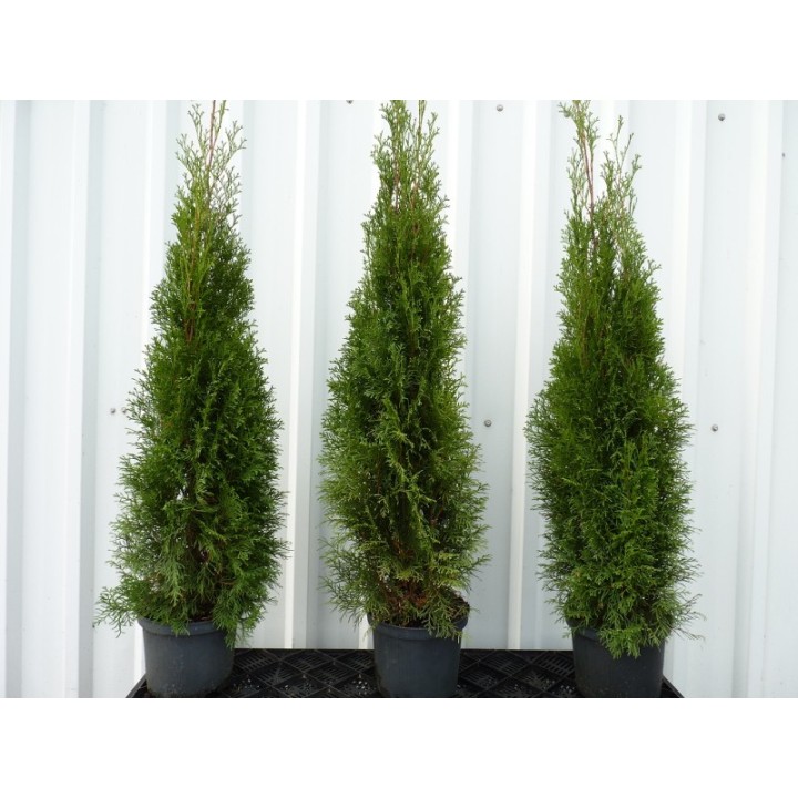 Thuja smaragd - Lebensbaum smaragd