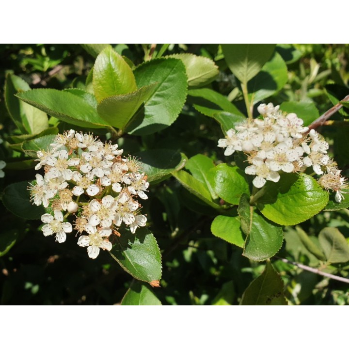 Aronia melanocarpa / Apfelbeere
