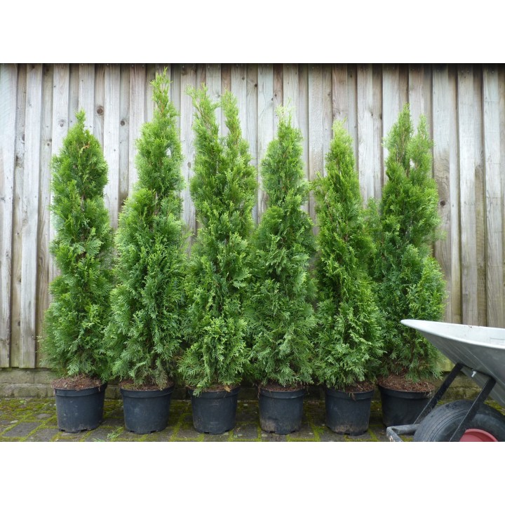 Thuja smaragd - Lebensbaum smaragd