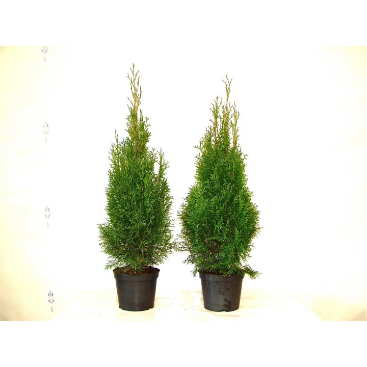 Thuja smaragd - Lebensbaum smaragd