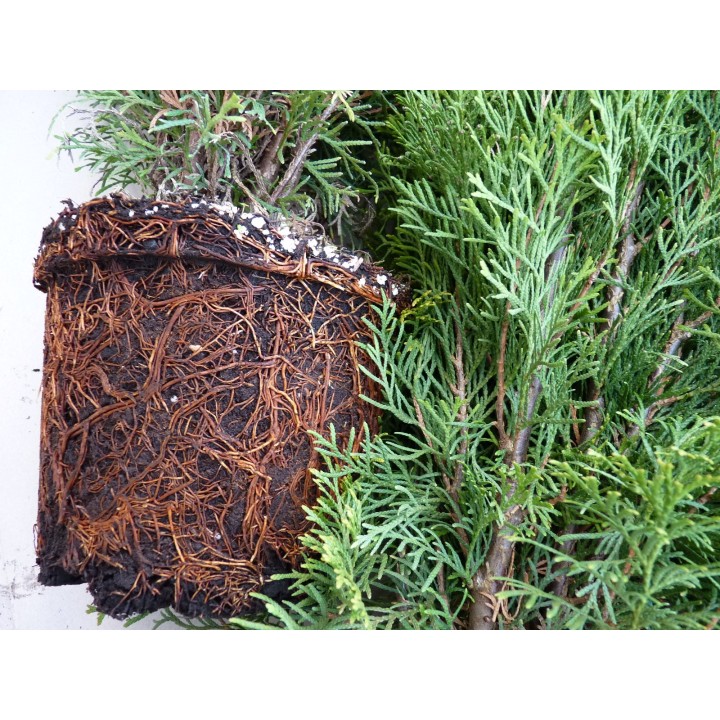 Thuja smaragd - Lebensbaum smaragd