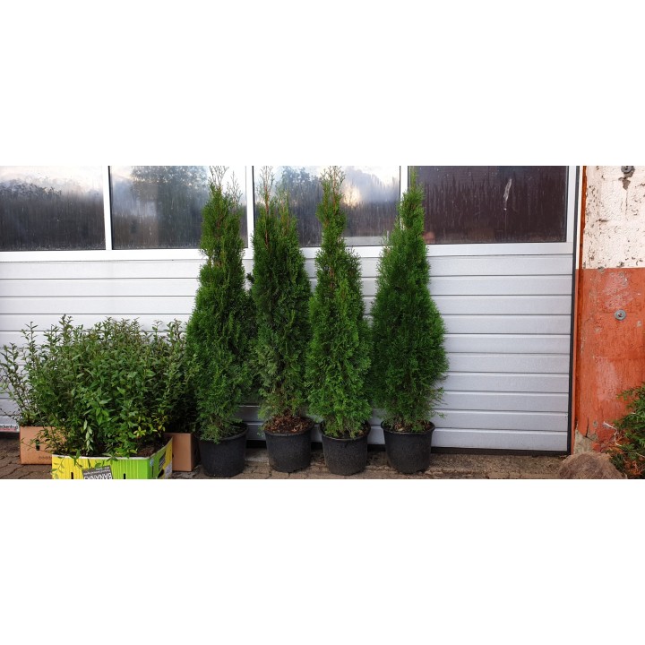 Thuja smaragd - Lebensbaum smaragd