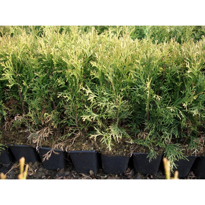 Thuja smaragd - Lebensbaum smaragd