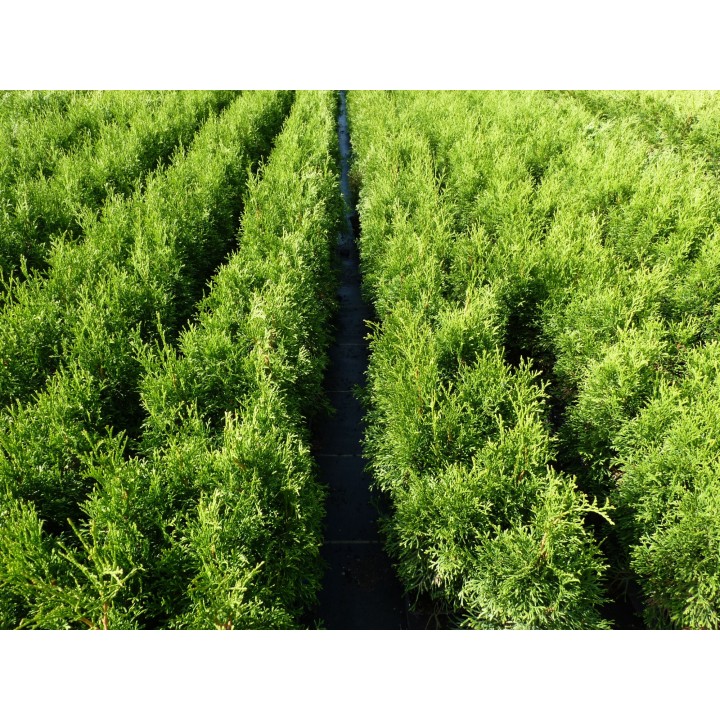 Thuja smaragd - Lebensbaum smaragd