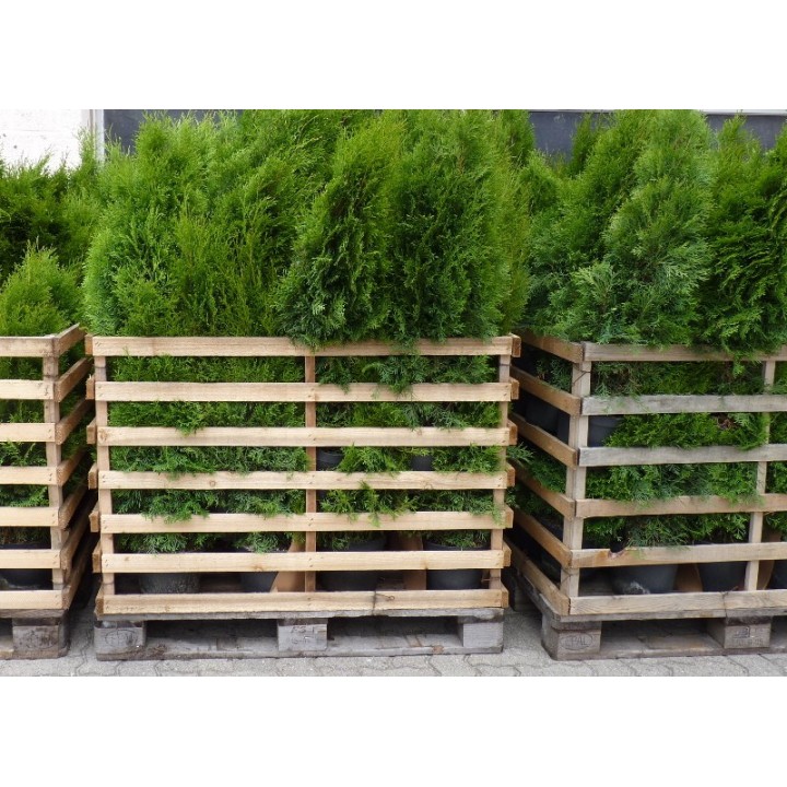 Thuja smaragd - Lebensbaum smaragd