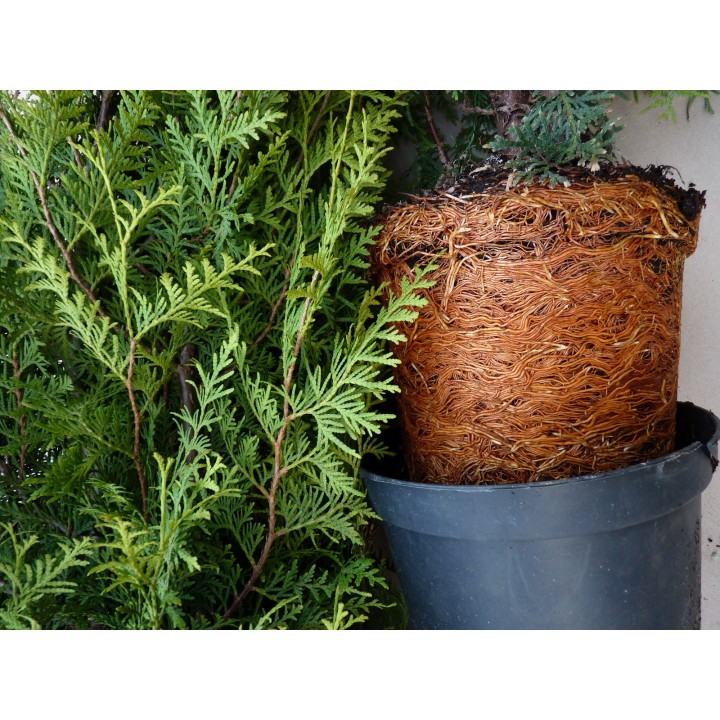 Thuja brabant - Lebensbaum brabant