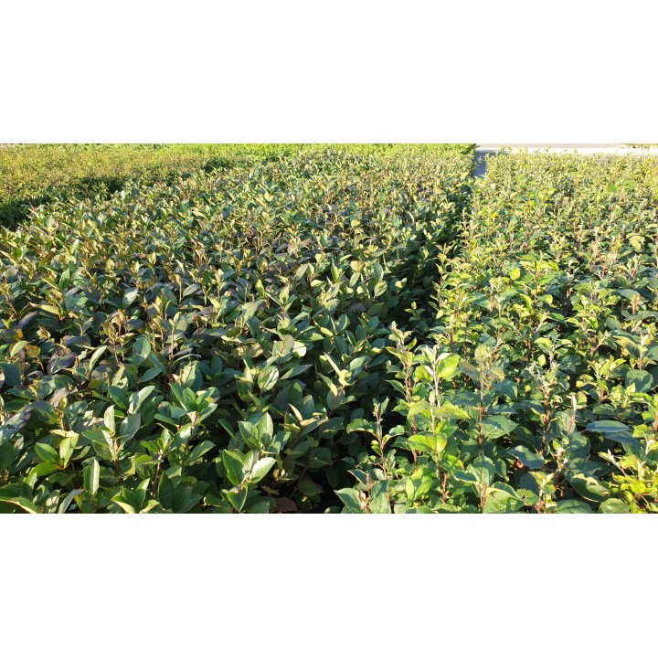 Aronia melanocarpa / Apfelbeere