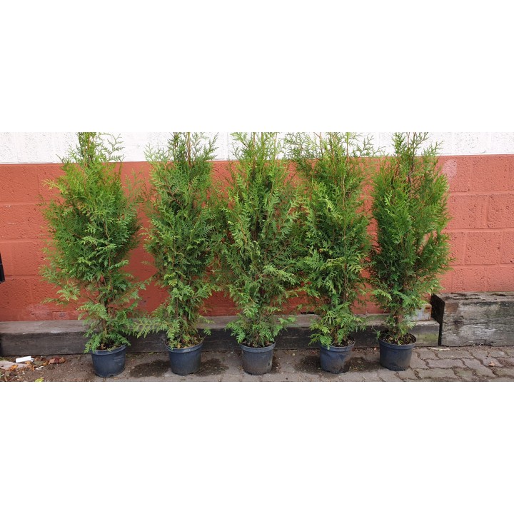 Thuja brabant - Lebensbaum brabant