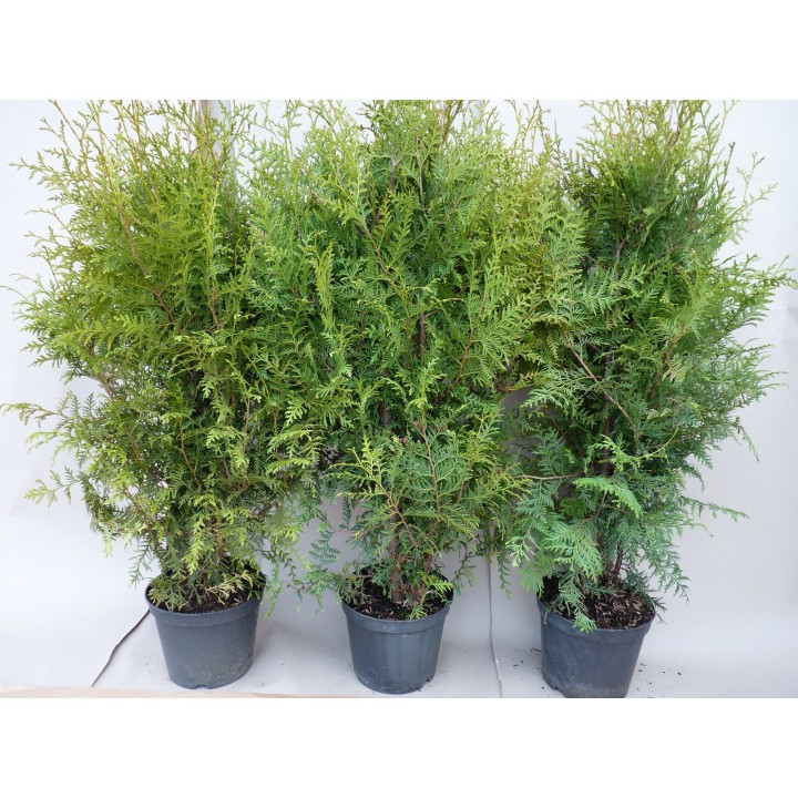 Thuja brabant - Lebensbaum brabant