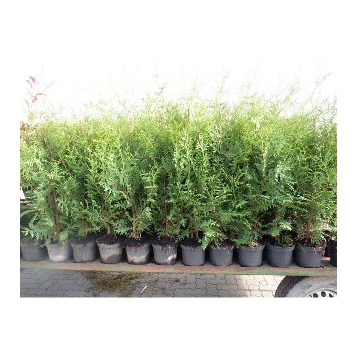 Thuja brabant - Lebensbaum brabant