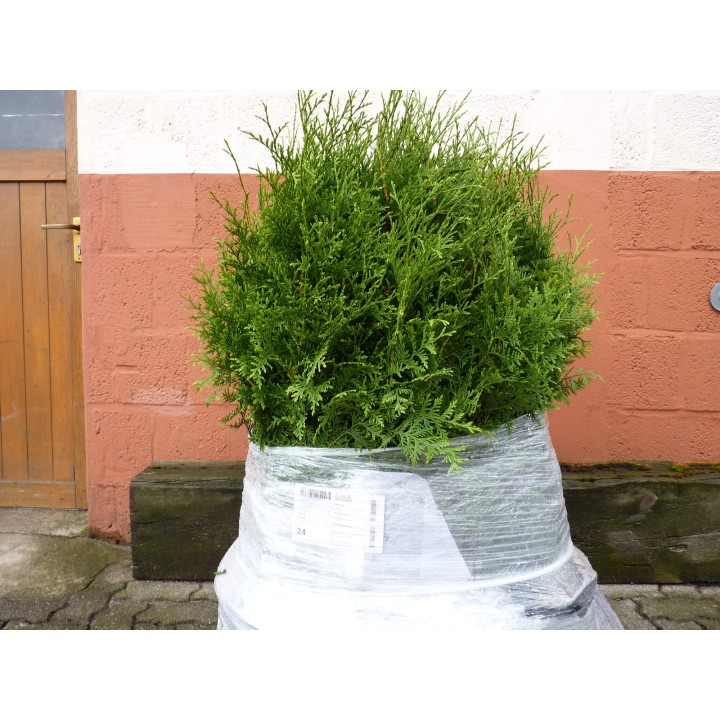 Thuja brabant - Lebensbaum brabant