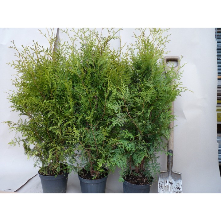 Thuja brabant - Lebensbaum brabant