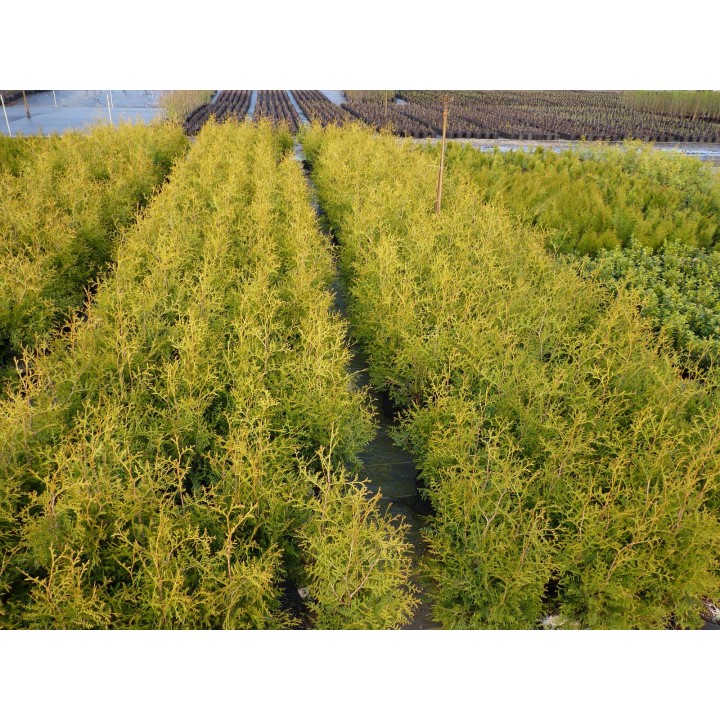 Thuja brabant - Lebensbaum brabant