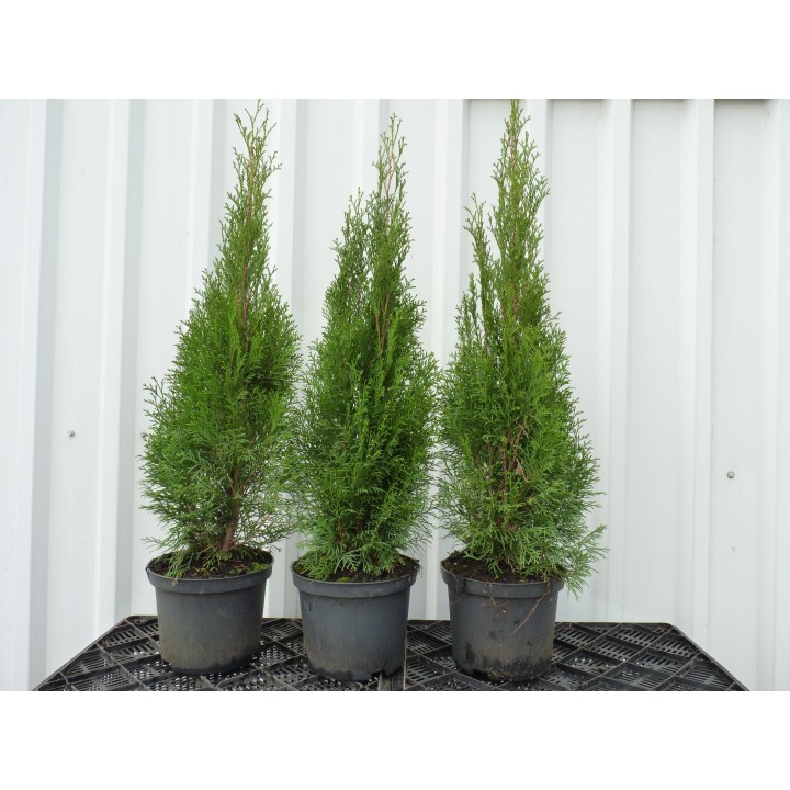 Thuja columna - Lebensbaum Columna