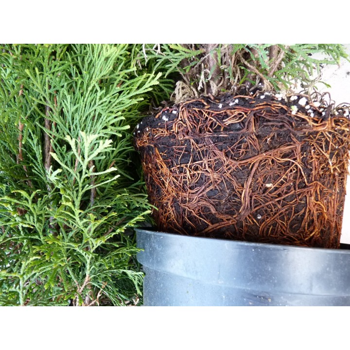 Thuja columna - Lebensbaum Columna