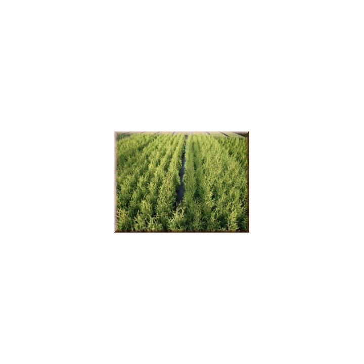 Thuja columna - Lebensbaum Columna