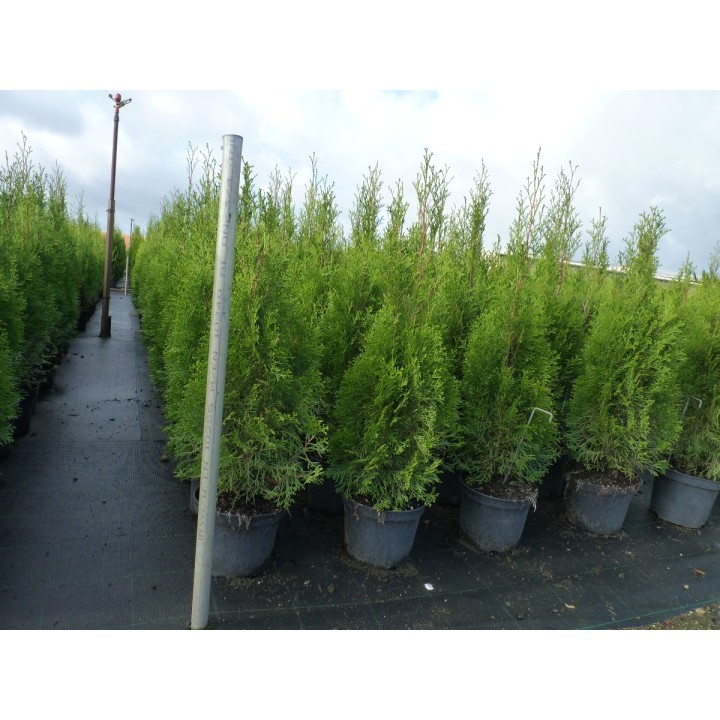 Thuja columna - Lebensbaum Columna
