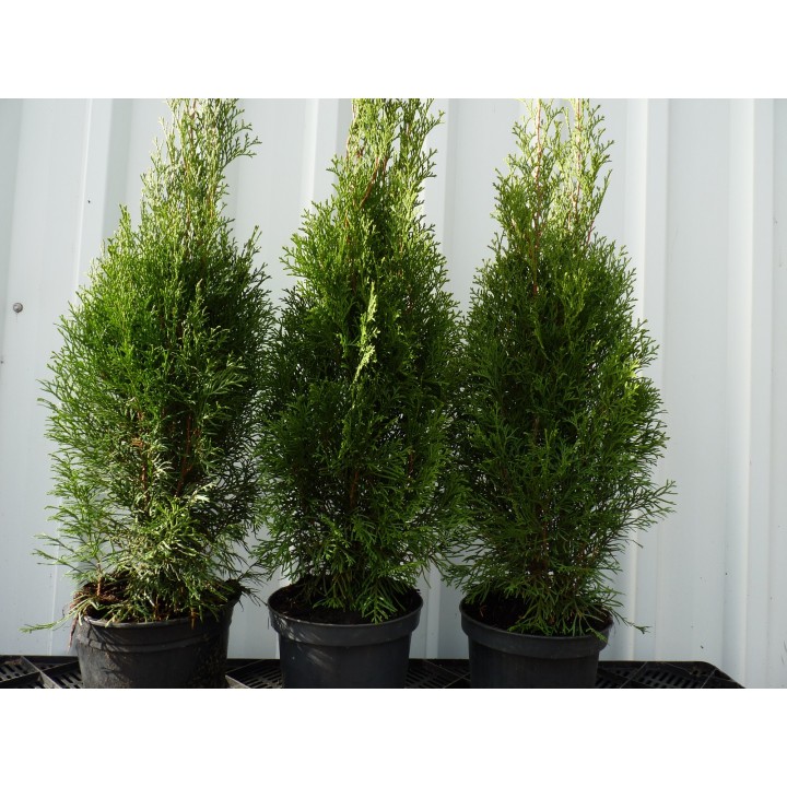 Thuja columna - Lebensbaum Columna