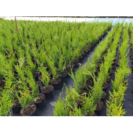 Thuja plicata 'Atrovirens' -  Grüner Riesen-Lebensbaum