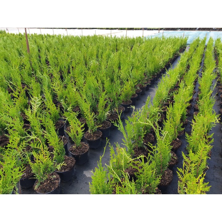 Thuja plicata 'Atrovirens' -  Grüner Riesen-Lebensbaum