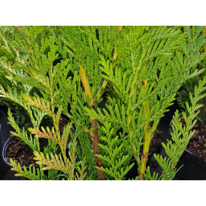 Thuja plicata 'Atrovirens' -  Grüner Riesen-Lebensbaum
