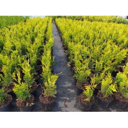 Thuja plicata 'Aurescens' - Goldspitzen Lebensbaum