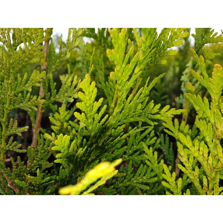 Thuja plicata 'Aurescens' - Goldspitzen Lebensbaum