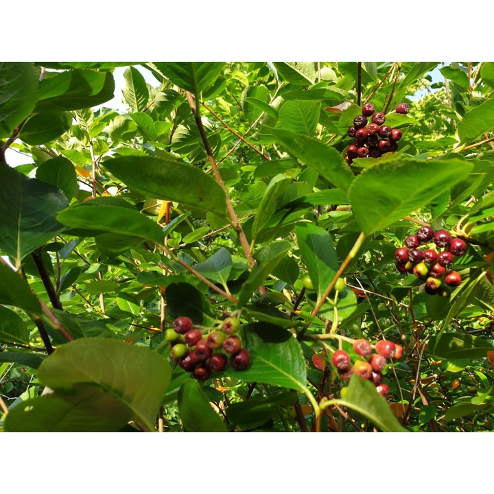 Aronia melanocarpa / Apfelbeere