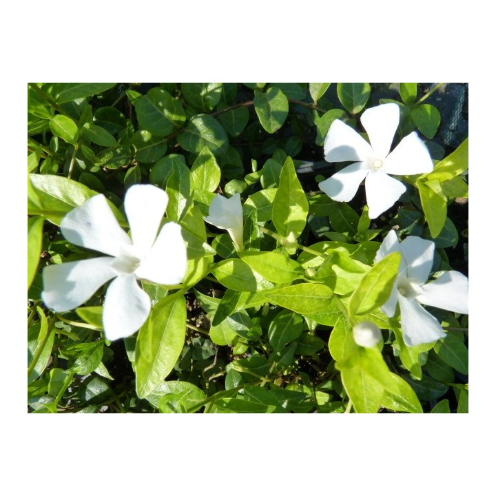 Vinca Minor alba - Weißes Immergrün