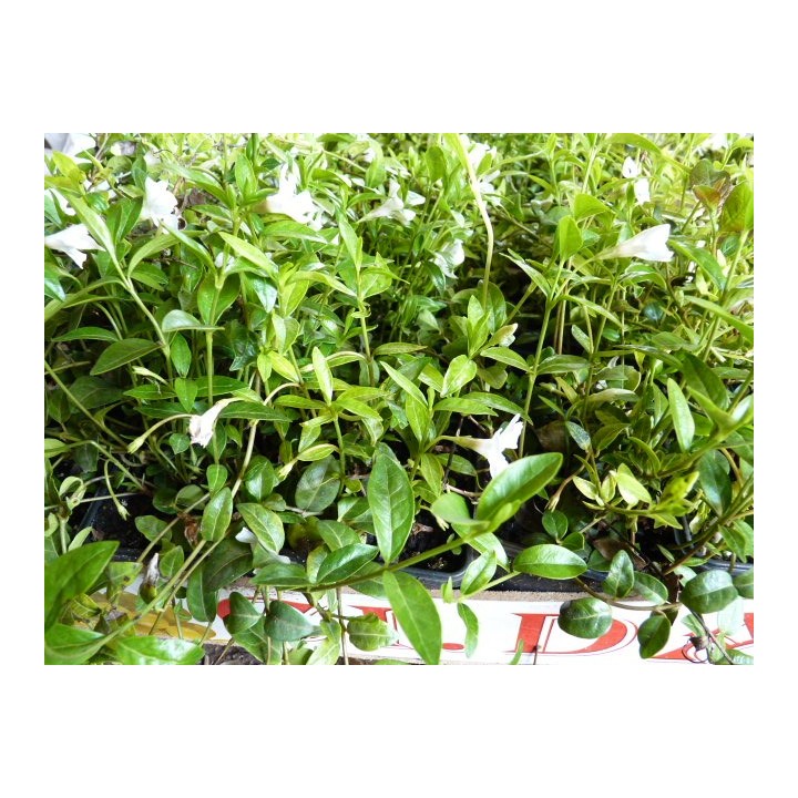 Vinca Minor alba - Weißes Immergrün