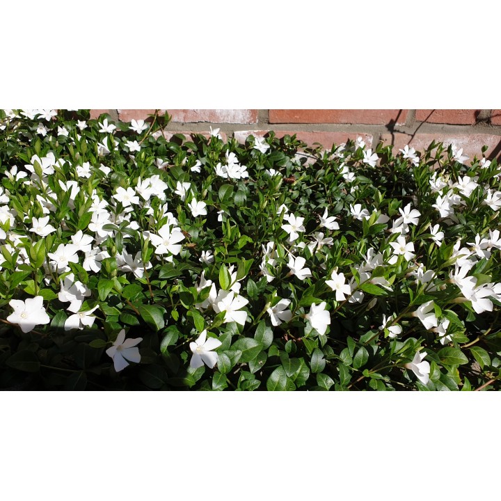 Vinca Minor alba - Weißes Immergrün