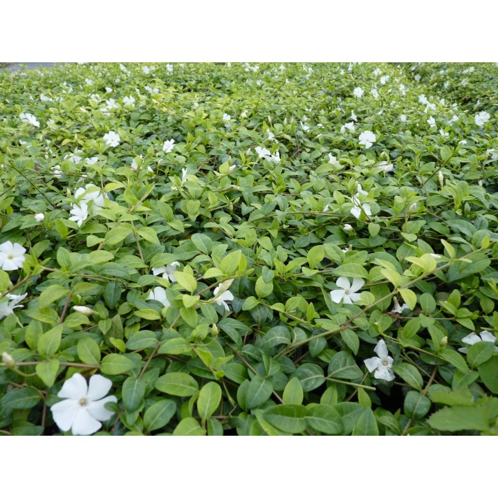 Vinca Minor alba - Weißes Immergrün