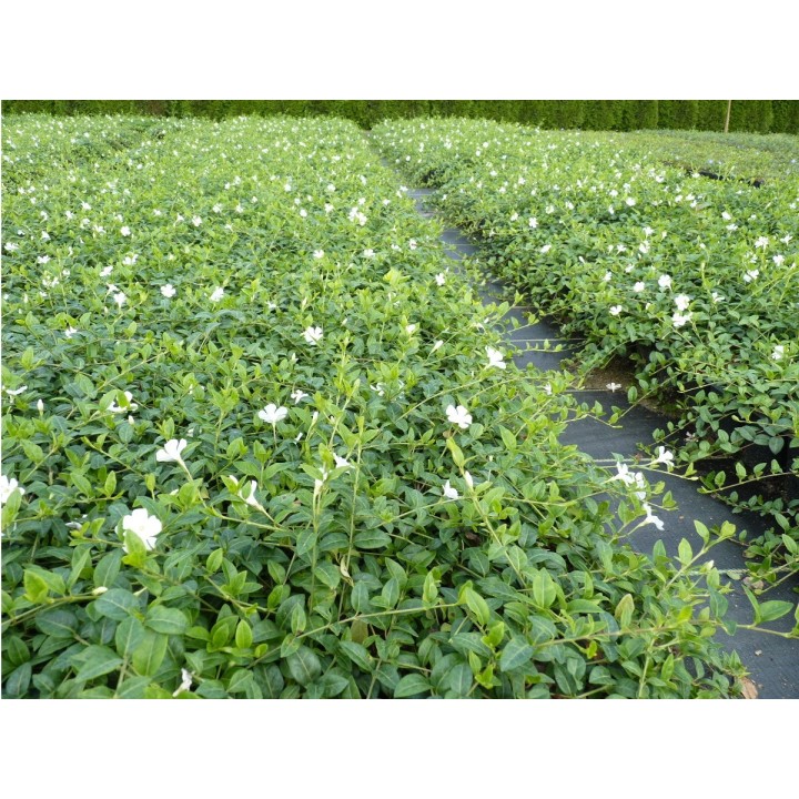 Vinca Minor alba - Weißes Immergrün