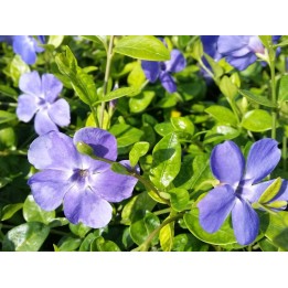 Vinca Minor - Immergrün