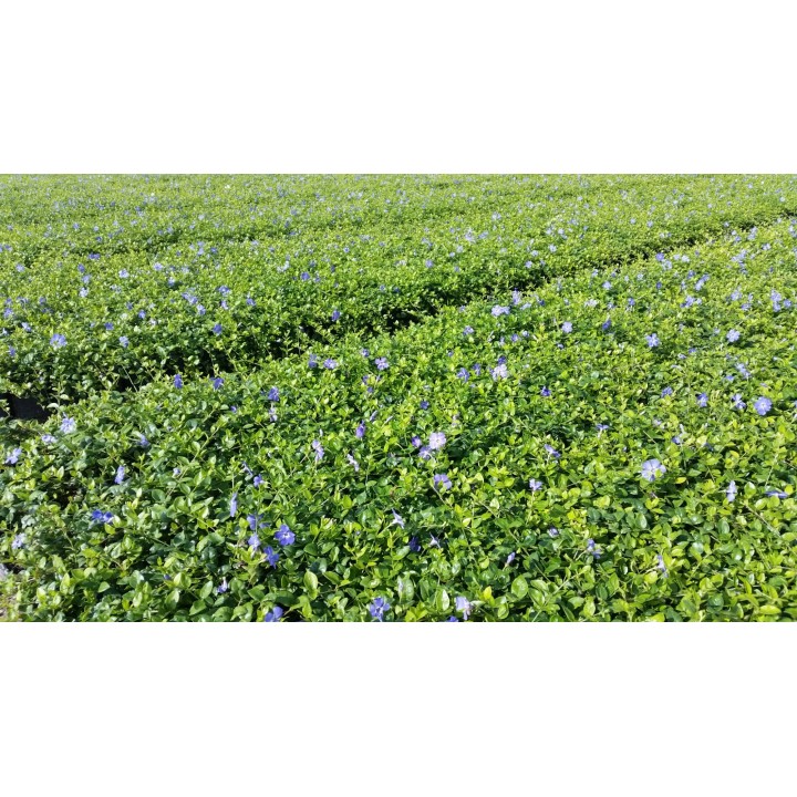 Vinca Minor - Immergrün