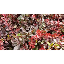 Berberis thunbergii Atropurpurea Nana