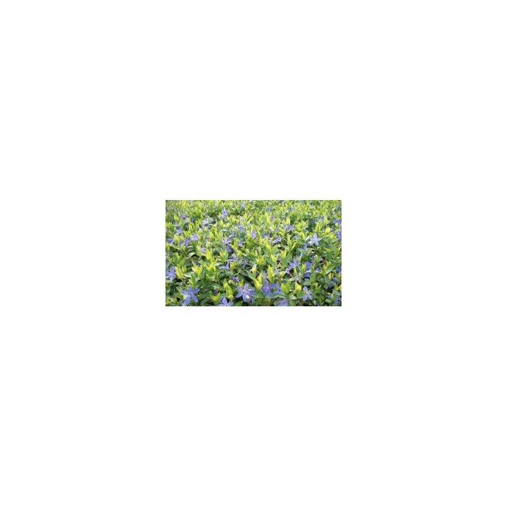 Vinca Minor - Immergrün