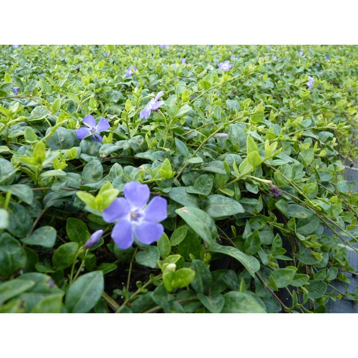 Vinca Minor - Immergrün