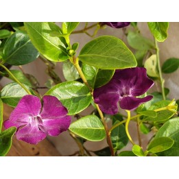 Vinca Minor rubra - Rotes Immergrün, 5-7 Triebe
