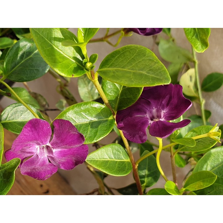 Vinca Minor rubra - Rotes Immergrün, 5-7 Triebe