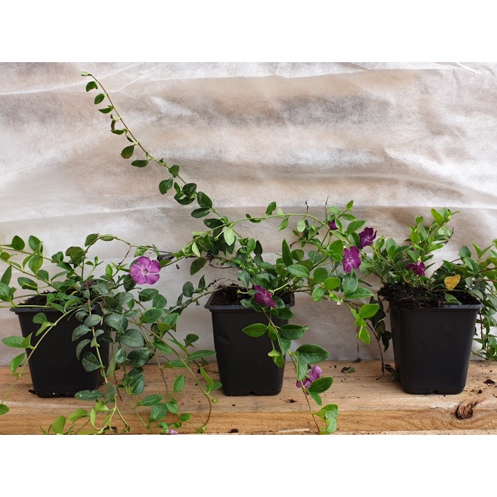 Vinca Minor rubra - Rotes Immergrün, 5-7 Triebe